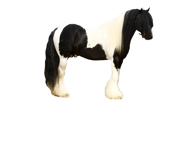 Braeden Pony Trekking